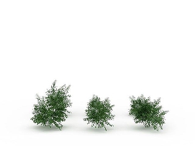 现代景观绿植