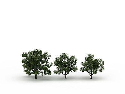 现代景观树