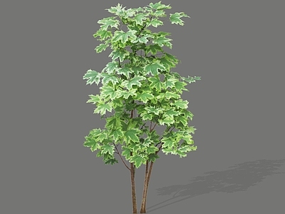 乔木 2D花叶挪威槭 挪威枫