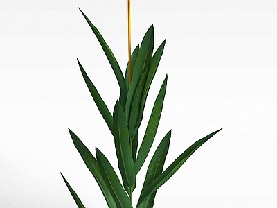 现代花草植物