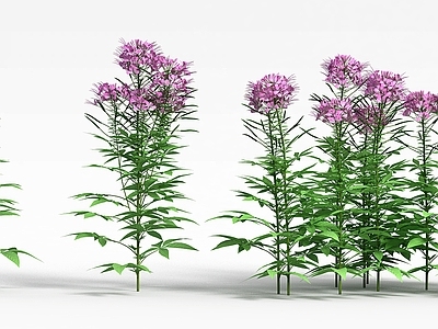 现代公园花