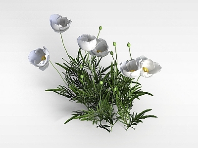 现代白色花