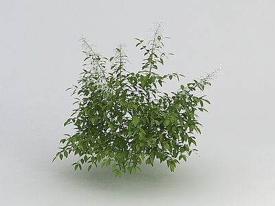 现代景观绿植