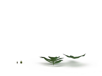 现代树叶