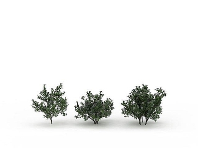 现代景观树