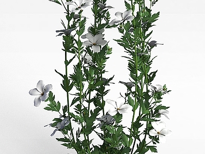 现代紫色花
