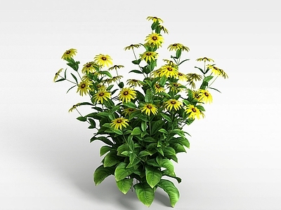 现代黄花