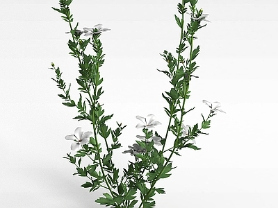 现代紫色花