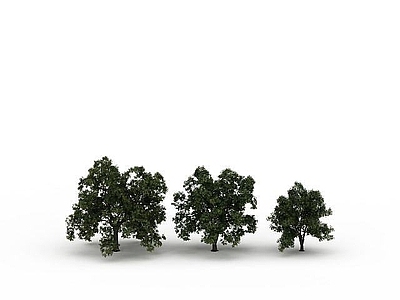 现代路边树