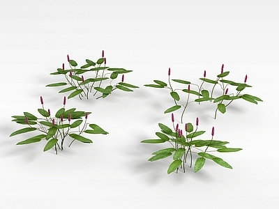 现代花草