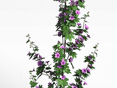 现代花草