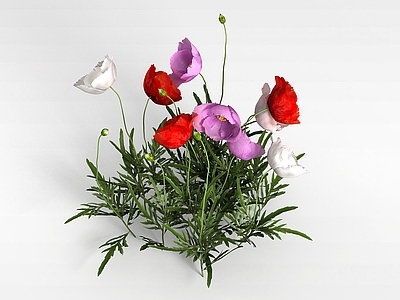 现代公园花