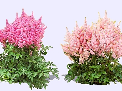 花草 2D落新妇 小升麻 术活 马尾参 金毛三七