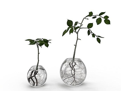 现代室内水养植物花瓶