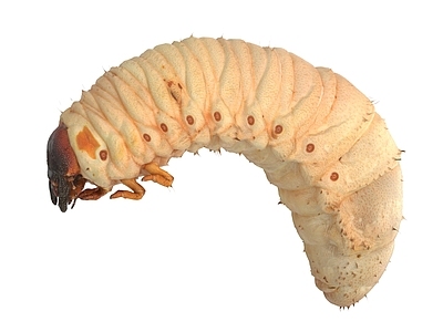爬行类动物 幼虫 肉虫 虫子