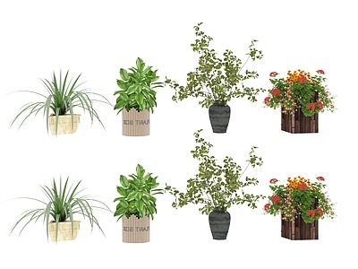 盆栽 绿色植物 盆栽