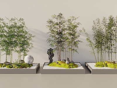 竹子 竹子 竹林 树池竹子 景观竹子 庭院竹子