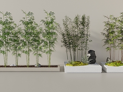 竹子 竹子 竹子树池 景观造景 景观竹子 庭院竹子