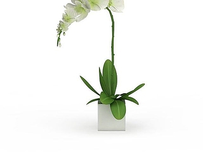 现代摆件组合 兰花盆栽