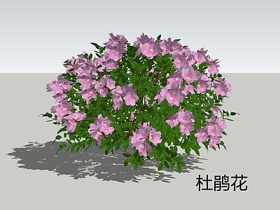 灌木 杜鹃 杜鹃花 映山红 山踯躅