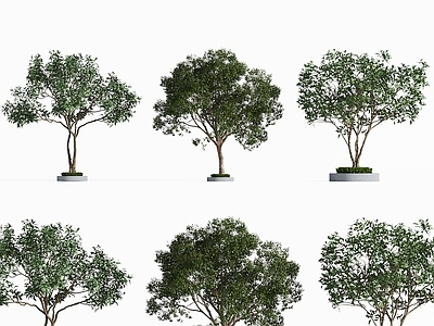 景观树 景观树 行道树 乔木 城市树木 庭院树木