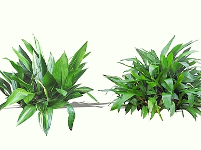 灌木 2D一叶兰 蜘蛛抱蛋 十叶万年 斩龙剑