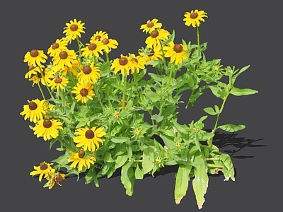 灌木 2D黑心菊 黑眼菊 堆心菊 黑心金光菊