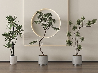 盆栽 绿植盆景 家居植物盆栽