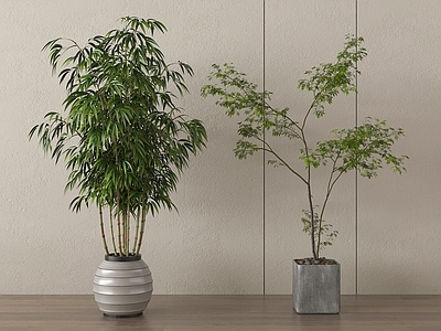 盆栽 绿植盆景 家居植物盆栽