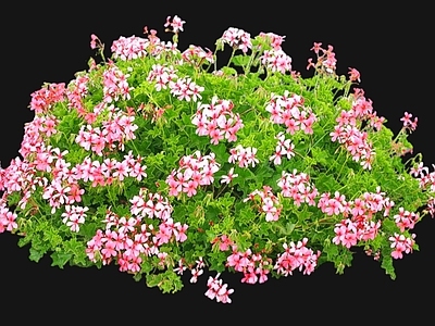 灌木 2D香叶天竺葵 天竺葵 花镜花坛 多年生草本植物 花镜植物
