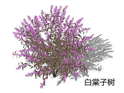 灌木 白棠子树 灌木球 紫色灌木