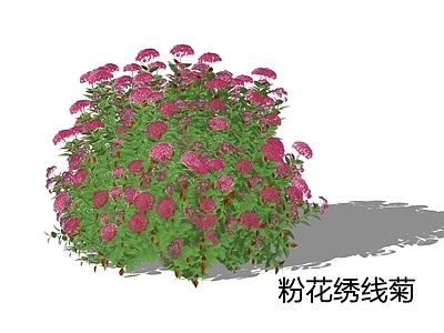 灌木 粉花绣线菊 日本绣线菊 绣线菊 灌木球