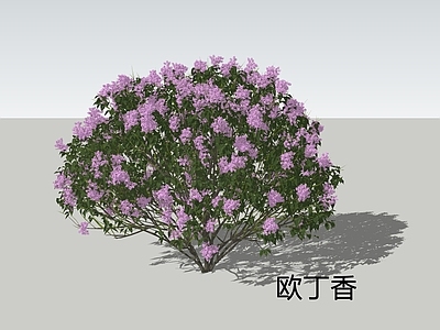 灌木 3D欧丁香 灌木球 花境植物 盆栽灌木