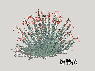花草 3D焰鹃花 焰鹃花 草本植物