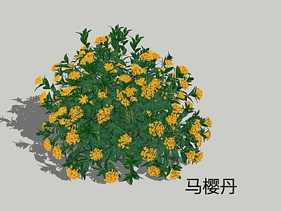 灌木 马樱丹 花境植物 灌木球