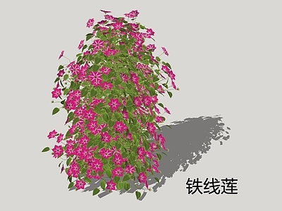 花草 铁线莲 架子菜 藤本植物 花镜植物