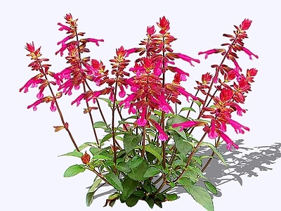 花草 2D超级一串红 一串红鼠尾草