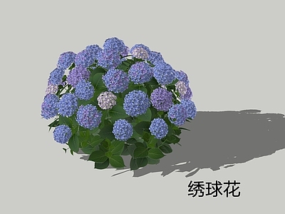 灌木 绣球花 八仙花 紫阳花 绣球