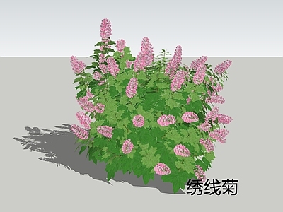 灌木 绣线菊 灌木 珍珠梅 柳叶绣线菊