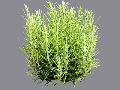 花草 2D迷迭香