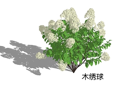 灌木 木绣球 绣球荚蒾 花境 白色灌木