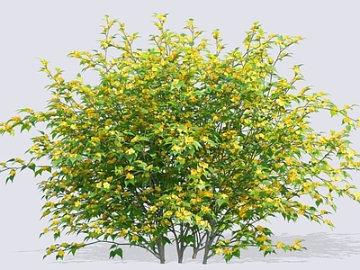 灌木 2D棣棠花 金棣棠梅 黄榆梅 黄度梅 蜂棠花