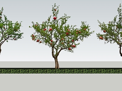 2D乔木 石榴树 庭院石榴树 景观石榴树