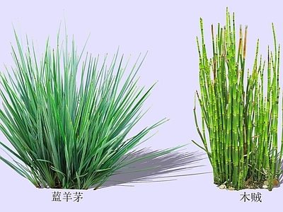 灌木 2D蓝羊茅 木贼 滇羊茅