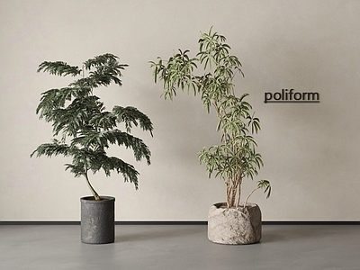 盆栽 百合竹 盆栽盆景 蕨类盆栽 绿植 盆栽植物