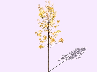 乔木 2D墨西哥梣 梣树