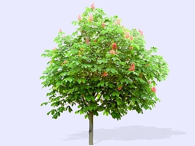 乔木 2D红花七叶树 北美红花七叶树