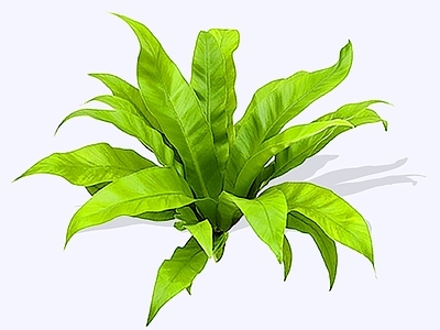 灌木 2D巢蕨 鸟巢蕨 雀巢蕨 山苏花 老鹰七