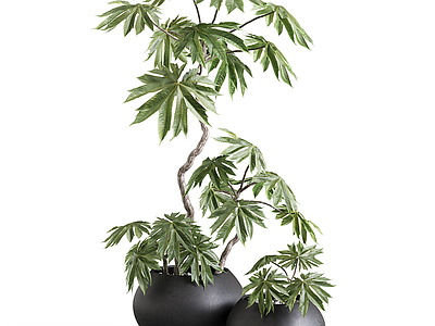 盆栽 绿萝 吊钟 天堂鸟 盆栽