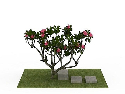 现代鸡蛋花
